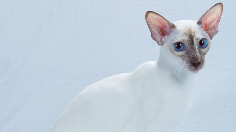 Colorpoint Shorthair cat with a cream-white coat, dark point markings, and striking blue eyes.