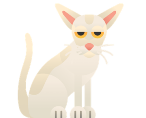Colorpoint Shorthair Cat