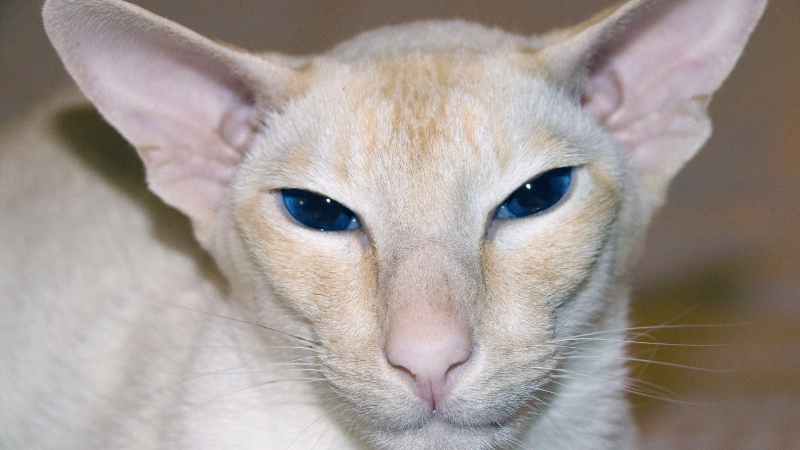 White Colorpoint Shorthair cat with a front-facing view.