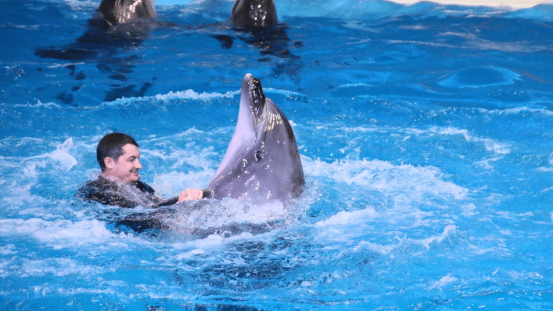 A trainer playing with a dolphin in the water at Dubai Dolphinarium