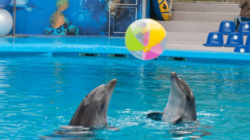 Two dolphins playing with a balloon in the water at Dubai Dolphinarium