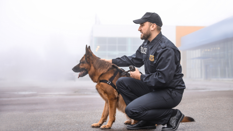 Guard dog sitting beside a security guard, alert and on duty.