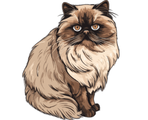 Himalayan Cat
