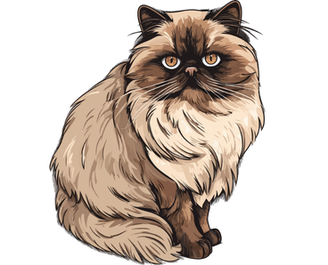 Himalayan Cat