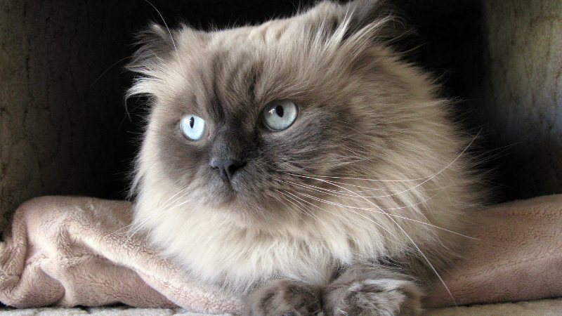 Green-eyed Himalayan cat sitting calmly indoors in a cozy room, showcasing its fluffy long coat and flat face.