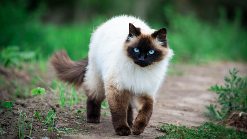 Himalayan cat walking across a grassy field.