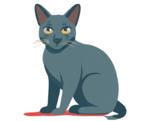 Korat Cat Breed