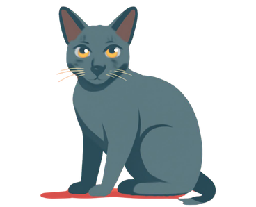 Korat Cat Breed