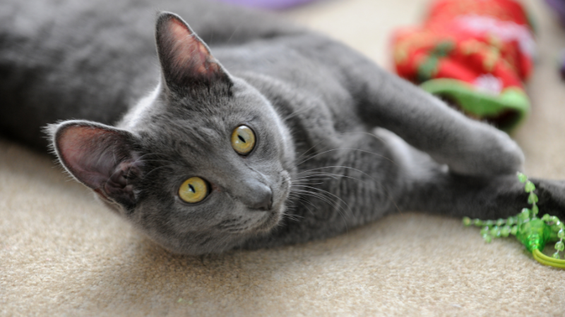 Korat cat lying on the floor while playfully stretching and playing.