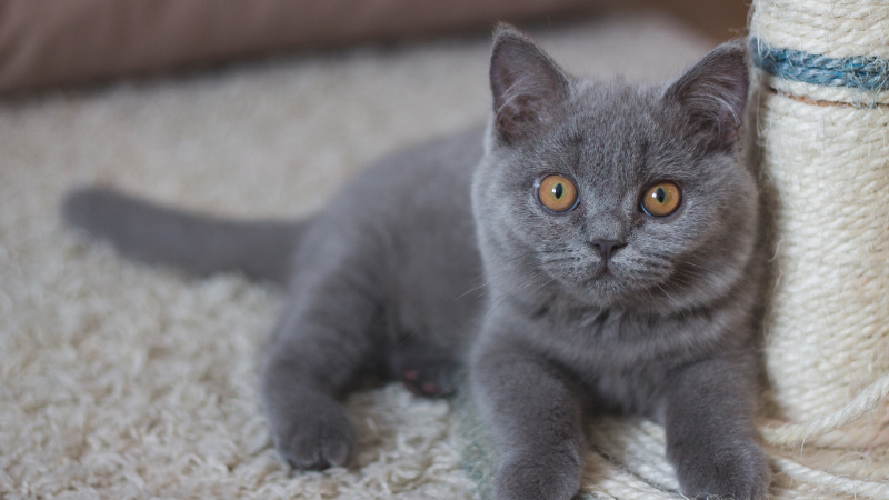 Baby Korat cat sitting calmly on the floor beside its mother cat.