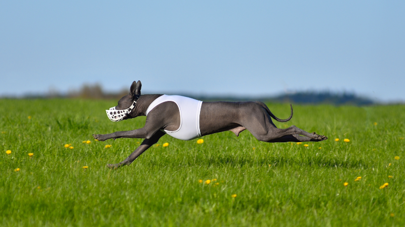 **Alt Text:**
Black Mexican Hairless Dog running in a field wearing a white dress.
