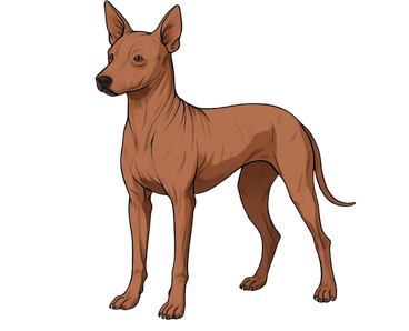 Mexican Hairless Dog