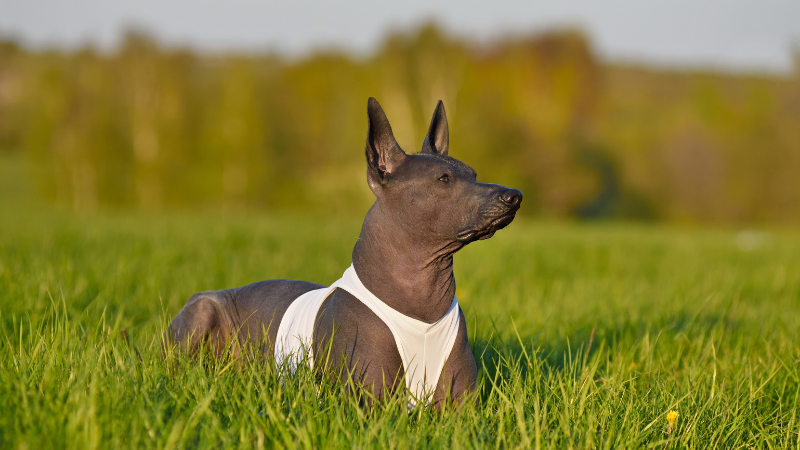**Alt Text:**
Mexican Hairless Dog sitting in a field beside a person in a white dress.