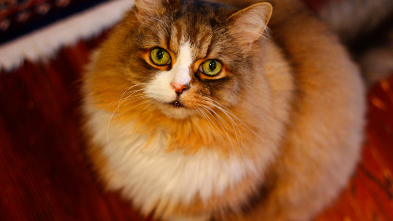 Ragamuffin cat with yellow fur sitting calmly and looking ahead.