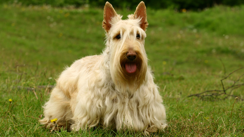 White Scottish Terrier dog standing outdoors in a green field