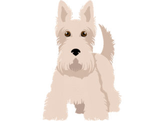 Scottish Terrier