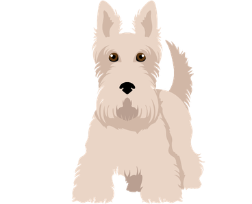 Scottish Terrier