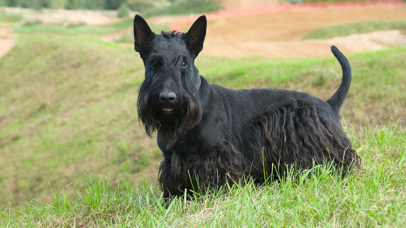 Black Scottish Terrier standing in a green grassy field outdoors
