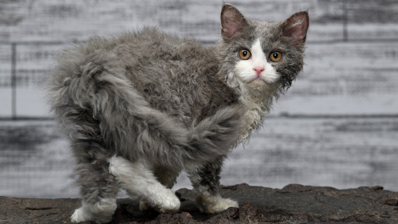 Fluffy Selkirk Rex cat with a curly coat standing on a wall