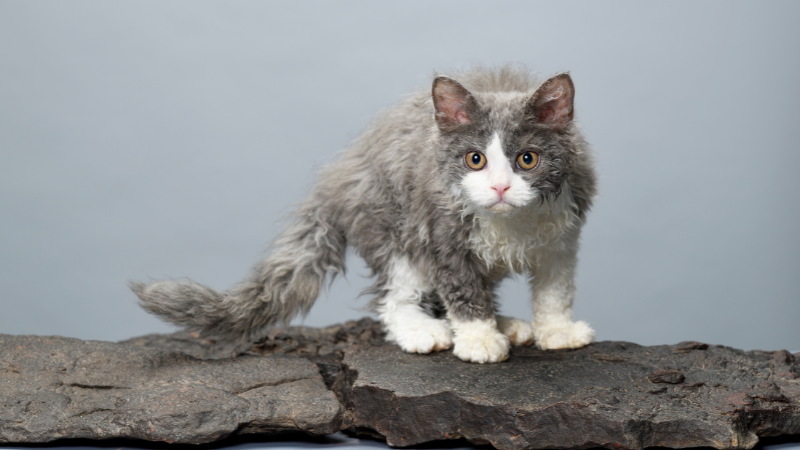 Selkirk Rex cat standing on a stone wall looking ahead