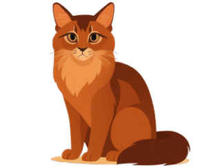 Somali Cat
