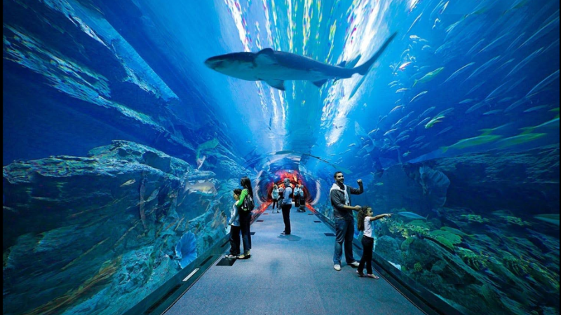 Visitors viewing giant fish through the Dubai Aquarium & Underwater Zoo glass tunnel.