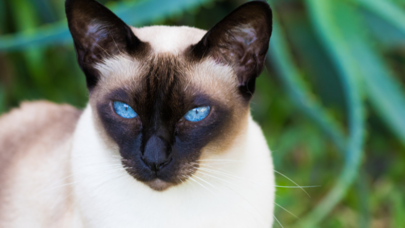 Elegant white Tonkinese cat with bright blue eyes and alert expression