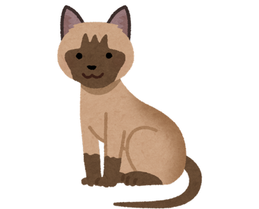 Tonkinese cat