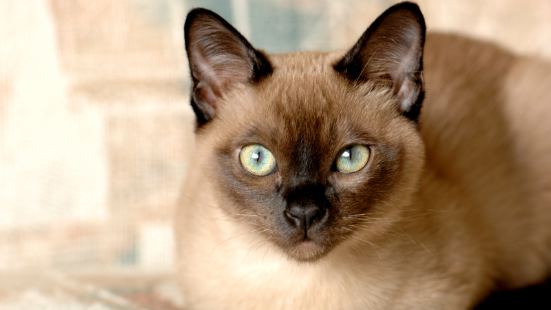 Brown Tonkinese cat sitting calmly indoors with an alert expression