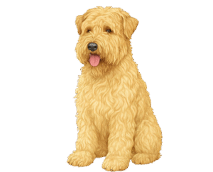 Wheaten Terrier Dog