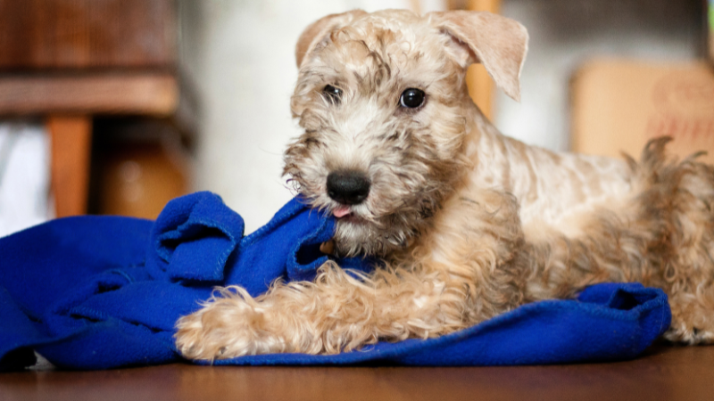 Wheaten Terrier dog sitting in a lush green field outdoors.