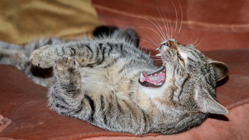 An angry gray cat rolling around aggressively on a bed.