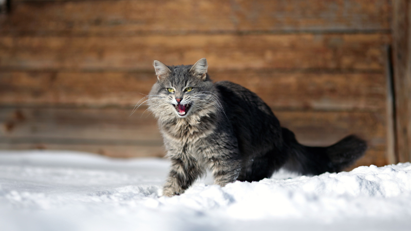 An aggressive gray tabby cat biting a blanket on a bed.
