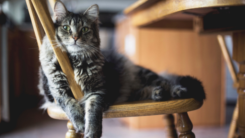 Cute cat sitting on a chair looking sad