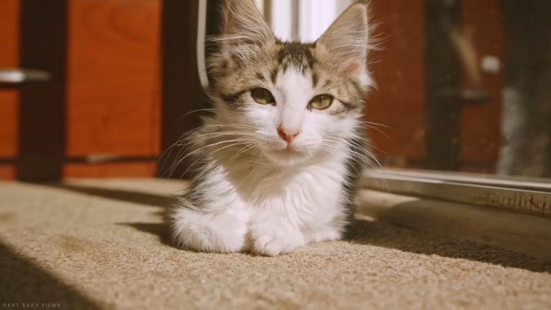 Cute domestic cat relaxing on the floor in a cozy indoor space.