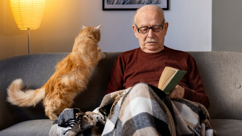Relaxed cat on the sofa beside its owner reading a book indoors