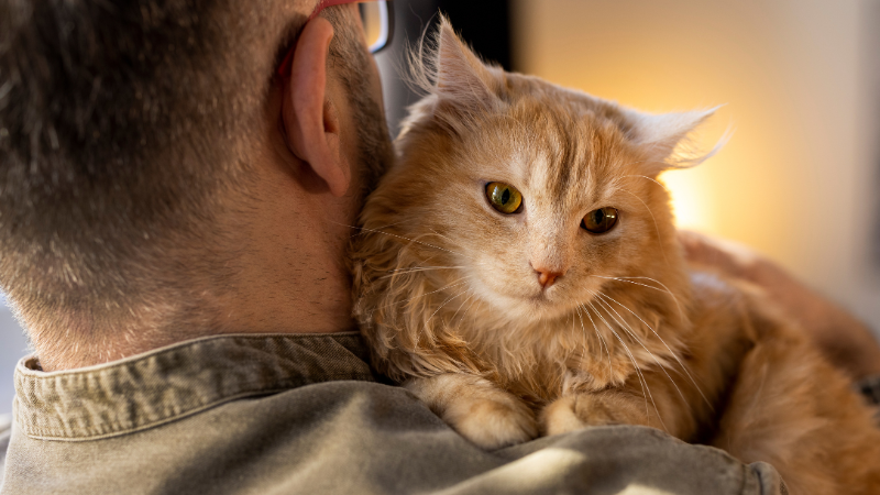Male cat owner holding his pet cat on his shoulder at home