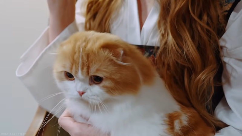 Female cat owner cuddling and petting her cat while sitting on a sofa