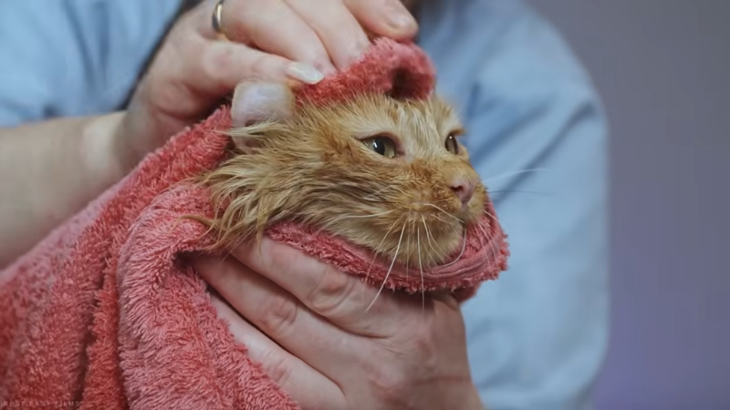 Cat owner drying a freshly bathed cat with a soft towel indoors