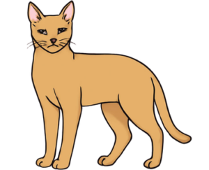 Chausie Cat Breed