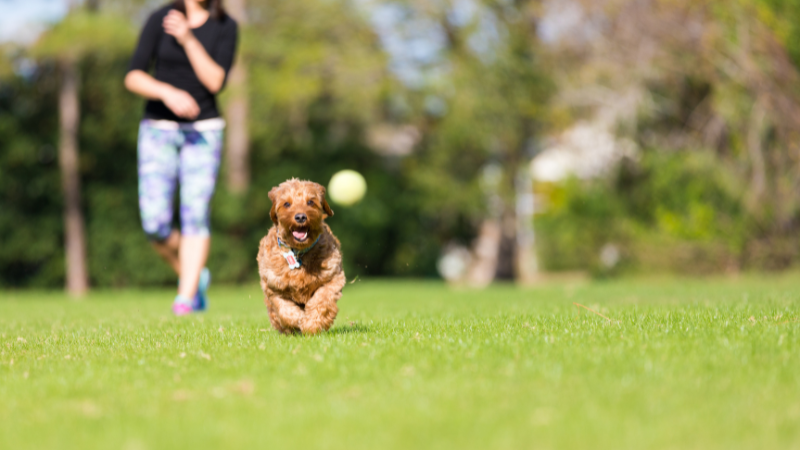 A cat and a dog playing with a ball together in a grassy field.