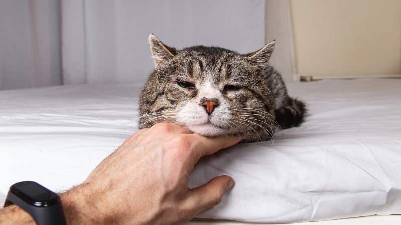 Old cat lying peacefully on a blanket with its head resting on its owner's hand.