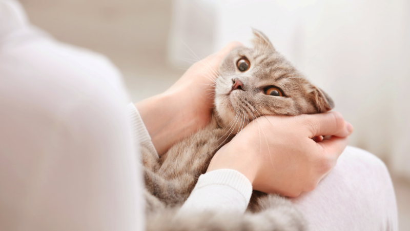 Cat owner hugging and cuddling their pet cat with love at home