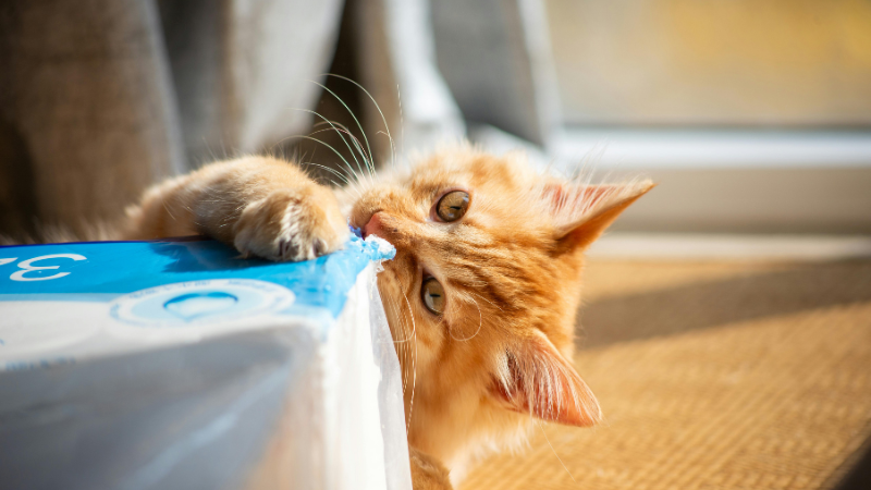 Cat biting a table leg while playing at home indoors.