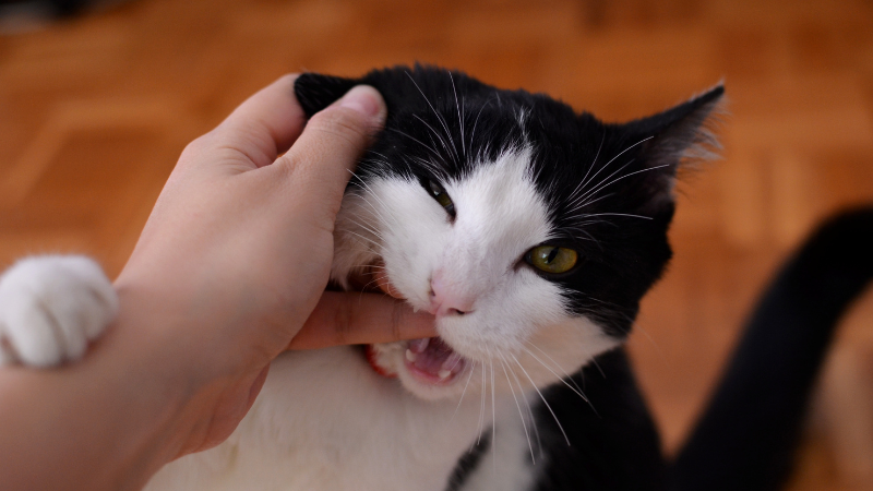 Playful kitten gently biting its owner's hand during indoor interaction.