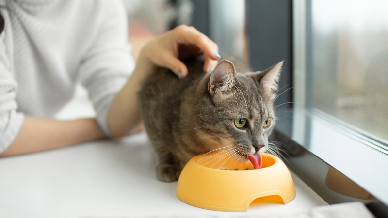 A cat owner feeding their pet while another cat eats from a steel bowl at home.