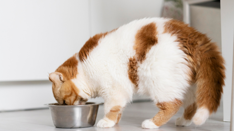 A fluffy domestic cat eating food from a stainless steel bowl on a clean living room floor.