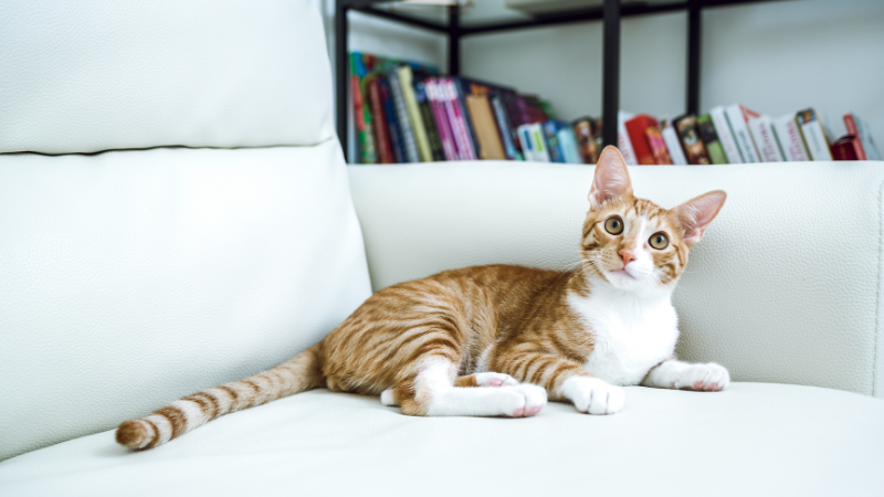 Pet cat sitting comfortably on a sofa in a cozy home living room.