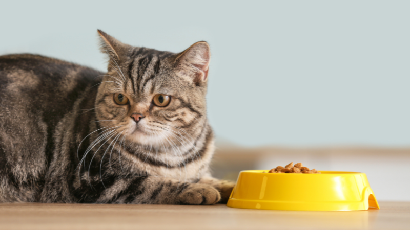 A stressed cat sitting in front of its food bowl.