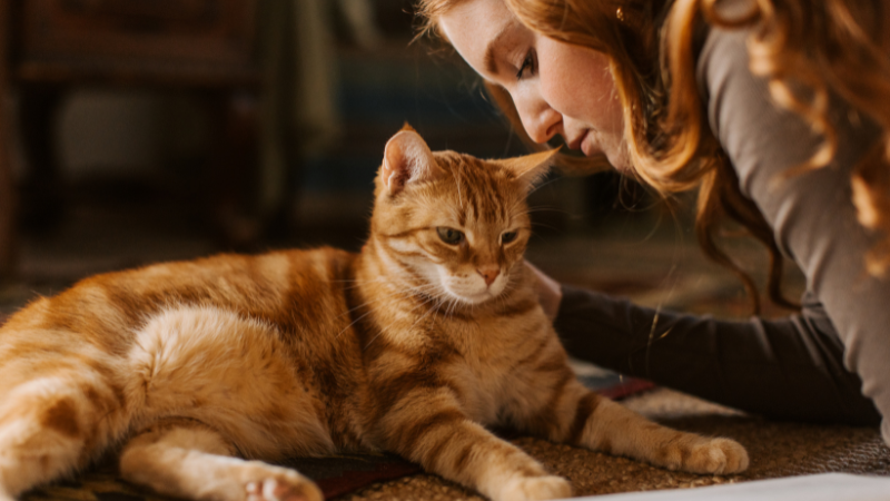 Cat owner comforting a stressed cat at home